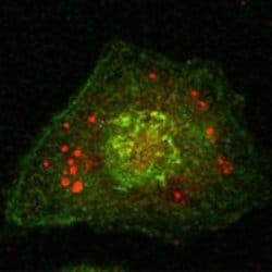 Invitrogen Calnexin Monoclonal Antibody (3H4A7) 100 &mu;L; Unconjugated:Antibodies,
