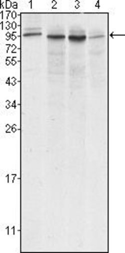 Invitrogen Calnexin Monoclonal Antibody (3H4A7) 100 &mu;L; Unconjugated:Antibodies,