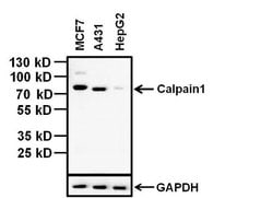 Invitrogen Calpain 1 Monoclonal Antibody (P-6(2H7)) 100 &mu;g; Unconjugated:Antibodies,