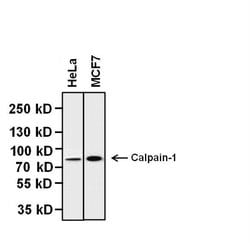 Invitrogen Calpain 1 Monoclonal Antibody (P-6(2H7)) 100 &mu;g; Unconjugated:Antibodies,