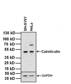 Invitrogen Calreticulin Monoclonal Antibody (1G6A7) 100 &mu;g; Unconjugated:Antibodies,