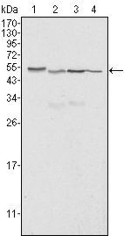 Invitrogen Calreticulin Monoclonal Antibody (1G6A7) 100 &mu;g; Unconjugated:Antibodies,