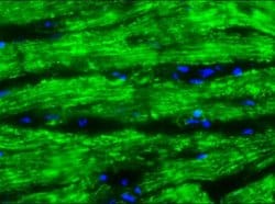 Invitrogen Cardiotin Monoclonal Antibody (SR-4) 100 &mu;L; Unconjugated:Antibodies,
