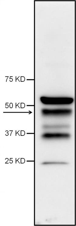 Invitrogen Caspase 1 Polyclonal Antibody 100 &mu;L; Unconjugated:Antibodies,