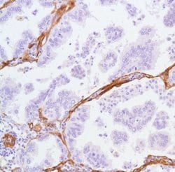 Invitrogen Caveolin 1 Monoclonal Antibody (SP43) 500 &mu;L; Unconjugated:Antibodies,