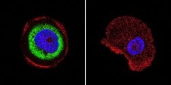 Invitrogen Cdc37 Monoclonal Antibody (C1) 100 &mu;L; Unconjugated:Antibodies,
