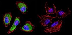 Invitrogen Cdc37 Monoclonal Antibody (C1) 100 &mu;L; Unconjugated:Antibodies,
