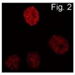 Invitrogen C/EBP beta Monoclonal Antibody (1H7) 100 &mu;g; Unconjugated:Antibodies,