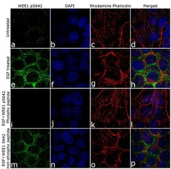 Invitrogen Phospho-WEE1 (Ser642) Recombinant Rabbit Monoclonal Antibody