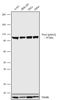 Invitrogen Phospho-WEE1 (Ser642) Recombinant Rabbit Monoclonal Antibody