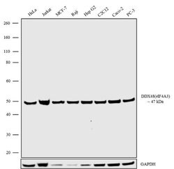 Invitrogen eIF4A3 Recombinant Rabbit Monoclonal Antibody (17H5L19) 100 &mu;g | Buy Online | Invitrogen&trade; | Fisher Scientific