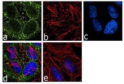 Invitrogen&trade;&nbsp;eIF4A3 Recombinant Rabbit Monoclonal Antibody (17H5L19)