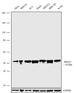 Invitrogen HDAC1 Recombinant Superclonal Antibody (3HCLC) 100 &mu;g; Unconjugated:Antibodies,