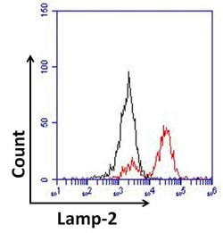 Invitrogen LAMP2 Monoclonal Antibody (H4B4) 100 &mu;g; Unconjugated:Antibodies,