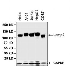 Invitrogen LAMP2 Monoclonal Antibody (H4B4) 100 &mu;g; Unconjugated:Antibodies,