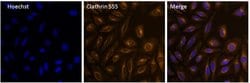Invitrogen™ Clathrin Heavy Chain Monoclonal Antibody (X22), Alexa Fluor™ 555