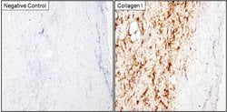 Invitrogen Collagen I Monoclonal Antibody (5D8-G9) 100 &mu;g; Unconjugated:Antibodies,