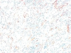 Invitrogen Complement C4d Polyclonal Antibody 250 &mu;L; Unconjugated:Antibodies,