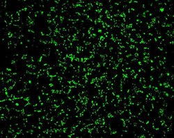 Connexin 26 Polyclonal Antibody:Antibodies, Polyclonal