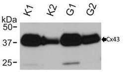 Invitrogen Connexin 43 Polyclonal Antibody 50 &mu;g; Unconjugated:Antibodies,