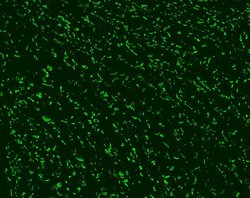 Invitrogen Connexin 43 Polyclonal Antibody 50 &mu;g; Unconjugated:Antibodies,