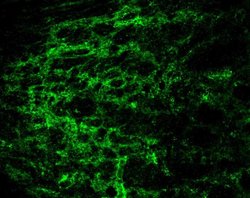 Invitrogen Connexin 43 Polyclonal Antibody 50 &mu;g; Unconjugated:Antibodies,