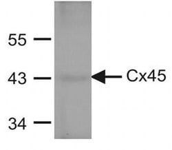 Invitrogen Connexin 45 Monoclonal Antibody (5C7G1) 100 &mu;g; Unconjugated:Antibodies,