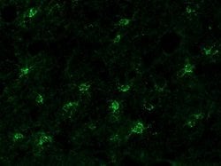 Invitrogen Connexin 47 Polyclonal Antibody 100 &mu;g; Unconjugated:Antibodies,