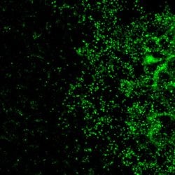 Invitrogen GJA10 Polyclonal Antibody 100 &mu;g; Unconjugated:Antibodies,