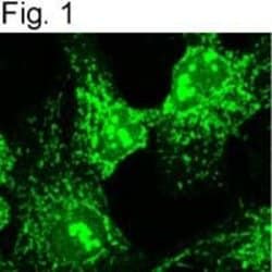 Invitrogen alpha COP Polyclonal Antibody 100 &mu;g; Unconjugated:Antibodies,