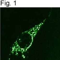 Invitrogen beta COP Polyclonal Antibody 100 &mu;L; Unconjugated:Antibodies,