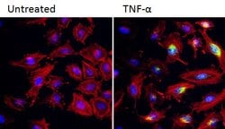 Invitrogen COX2 Polyclonal Antibody 100 &mu;L; Unconjugated:Antibodies,