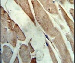 Creatine Kinase MB Polyclonal Antibody, Invitrogen 400 &mu;L; Unconjugated:Antibodies,