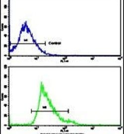 Creatine Kinase MB Polyclonal Antibody, Invitrogen 400 &mu;L; Unconjugated:Antibodies,