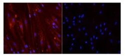 Invitrogen Myogenin Monoclonal Antibody (F5D) 500 &mu;L; Unconjugated:Antibodies,