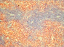 Invitrogen Crry Monoclonal Antibody (5I2) 250 &mu;g; Unconjugated:Antibodies,