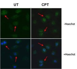 Invitrogen Cyclin A2 Monoclonal Antibody (E23.1) 100 &mu;g; Unconjugated:Antibodies,