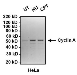 Invitrogen Cyclin A2 Monoclonal Antibody (E23.1) 100 &mu;g; Unconjugated:Antibodies,