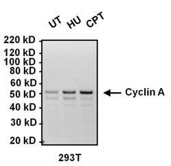 Invitrogen Cyclin A2 Monoclonal Antibody (E23.1) 100 &mu;g; Unconjugated:Antibodies,