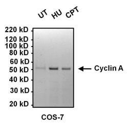 Invitrogen Cyclin A2 Monoclonal Antibody (E23.1) 100 &mu;g; Unconjugated:Antibodies,