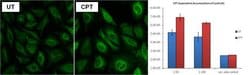 Invitrogen Cyclin B1 Monoclonal Antibody (V152) 100 &mu;g; Unconjugated:Antibodies,