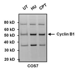Invitrogen Cyclin B1 Monoclonal Antibody (V152) 100 &mu;g; Unconjugated:Antibodies,