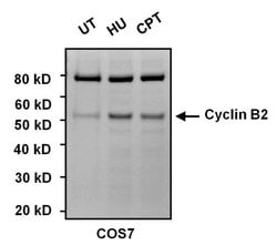 Invitrogen Cyclin B2 Monoclonal Antibody (X29.2) 100 &mu;g; Unconjugated:Antibodies,
