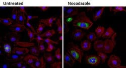 Cyclin B1 Monoclonal Antibody (GNS11), Invitrogen 500 &mu;L; Unconjugated:Antibodies,