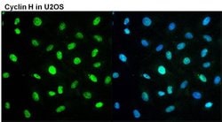 Invitrogen Cyclin H Monoclonal Antibody (33TF2-2D4) 50 &mu;L; Unconjugated:Antibodies,