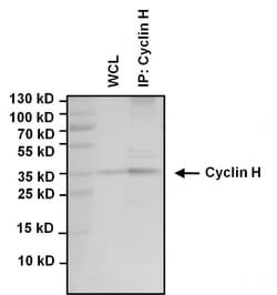Invitrogen Cyclin H Monoclonal Antibody (33TF2-2D4) 50 &mu;L; Unconjugated:Antibodies,