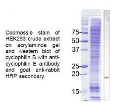 Invitrogen Cyclophilin B Polyclonal Antibody 100 &mu;g; Unconjugated:Antibodies,