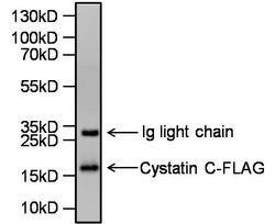 Invitrogen Cystatin C Polyclonal Antibody 100 &mu;g; Unconjugated:Antibodies,