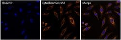 Invitrogen Cytochrome C Monoclonal Antibody (6H2.B4), Alexa Fluor 555 50