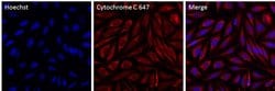 Invitrogen™ Cytochrome C Monoclonal Antibody (6H2.B4), Alexa Fluor™ 647